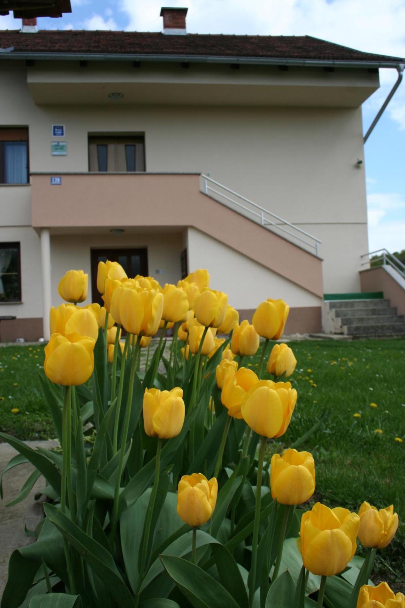 Apartman Arena Strigova Екстериор снимка